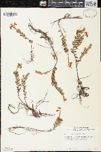 Vaccinium macrocarpon image