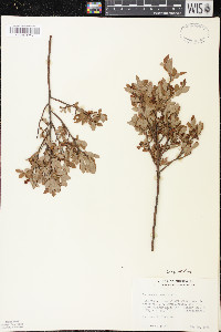 Vaccinium angustifolium image