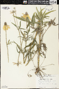 Ratibida pinnata image