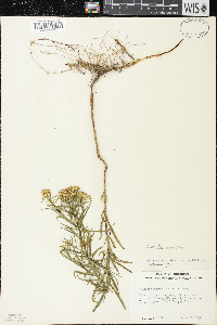 Euthamia caroliniana image