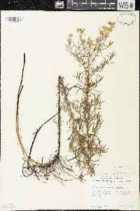 Euthamia caroliniana image