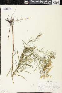 Euthamia caroliniana image