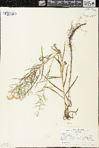 Euthamia caroliniana image