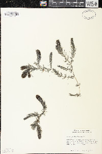 Ceratophyllum demersum image