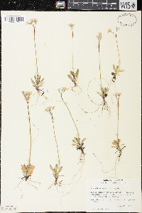 Primula mistassinica image