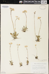 Primula mistassinica image