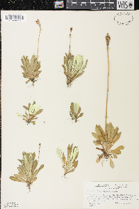 Primula mistassinica image