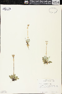 Primula mistassinica image