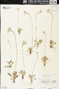 Primula mistassinica image