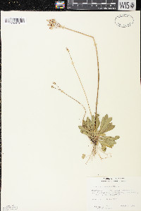 Primula mistassinica image