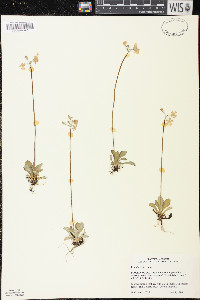 Primula mistassinica image