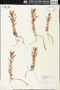 Proserpinaca palustris image