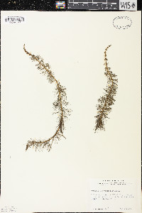 Myriophyllum verticillatum image