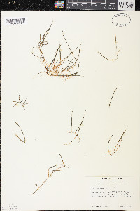 Myriophyllum tenellum image