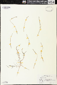 Myriophyllum tenellum image