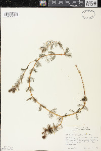 Myriophyllum spicatum image
