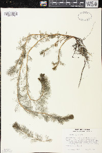 Myriophyllum spicatum image