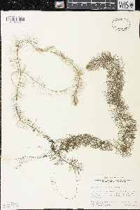 Myriophyllum farwellii image