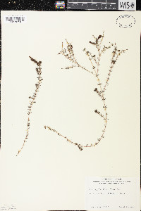 Myriophyllum alterniflorum image