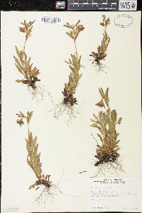 Oenothera perennis image