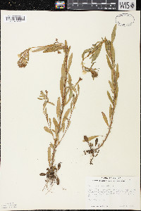 Oenothera perennis image