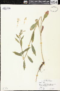 Oenothera oakesiana image