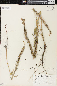 Oenothera clelandii image