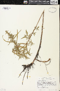 Ludwigia sphaerocarpa image