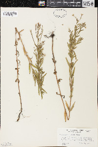 Epilobium strictum image