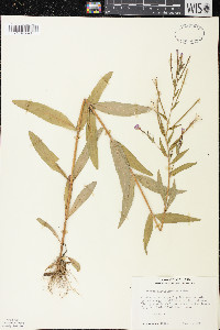 Epilobium parviflorum image