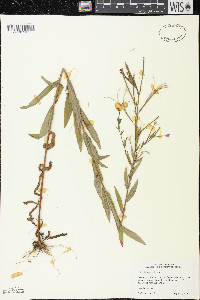 Epilobium parviflorum image