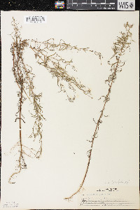 Epilobium leptophyllum image