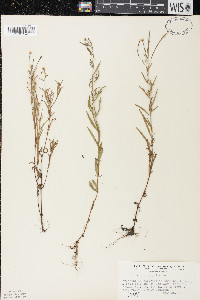 Epilobium leptophyllum image