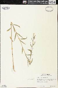 Epilobium leptophyllum image