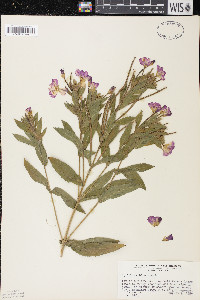 Epilobium hirsutum image