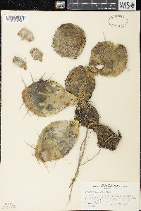 Opuntia cespitosa image