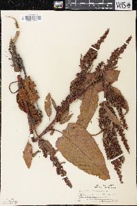 Rumex obtusifolius image