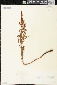 Rumex triangulivalvis image