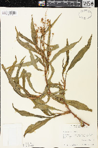 Rumex triangulivalvis image