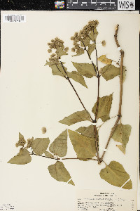 Mirabilis nyctaginea image