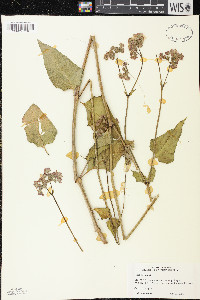 Mirabilis nyctaginea image