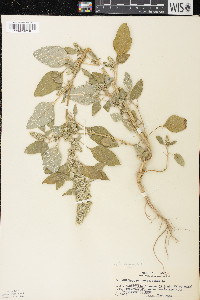 Amaranthus retroflexus image