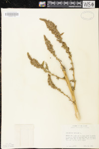 Amaranthus hybridus image