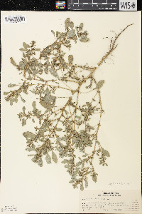 Amaranthus albus image