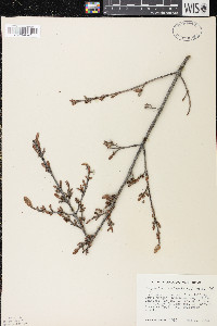 Shepherdia canadensis image