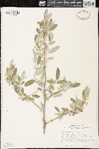 Elaeagnus umbellata image