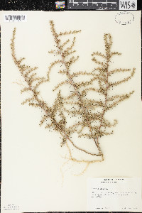 Salsola tragus image