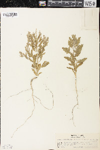 Cycloloma atriplicifolium image