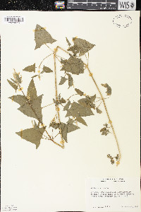 Atriplex prostrata image