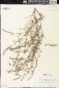 Atriplex patula image